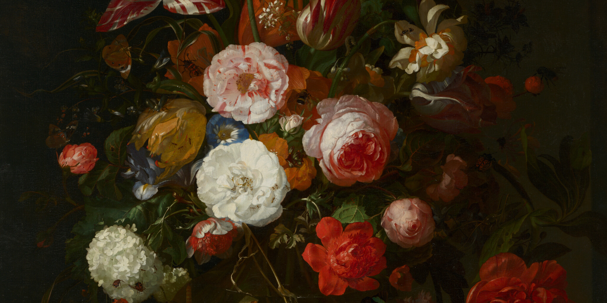 Rosa XLI